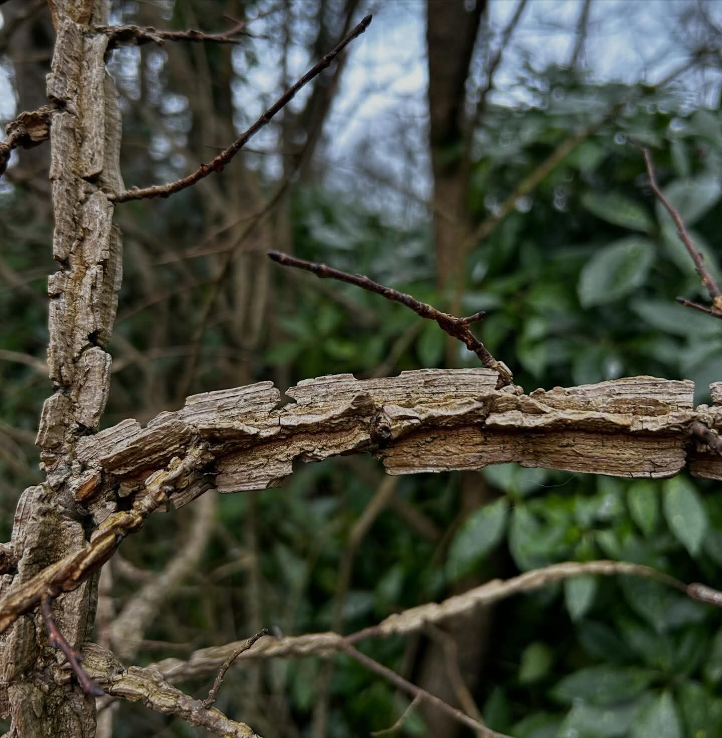 Renscault Brooghs photo 3