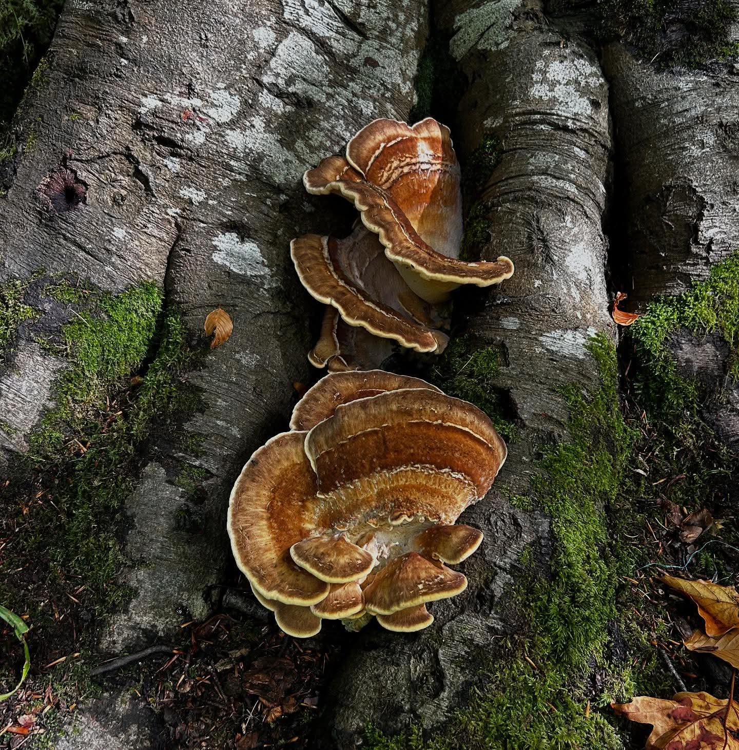 Bracket fungi on tree roots