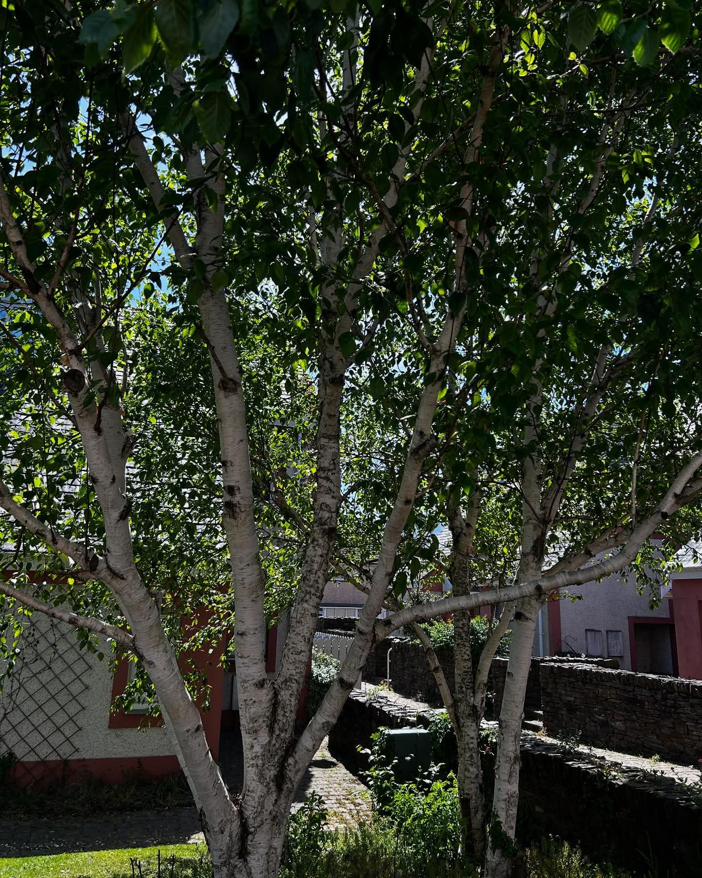 Woodland Establishment Plan, Laxey