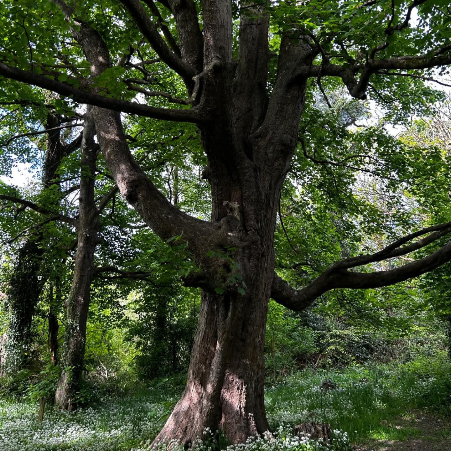 Conservation services