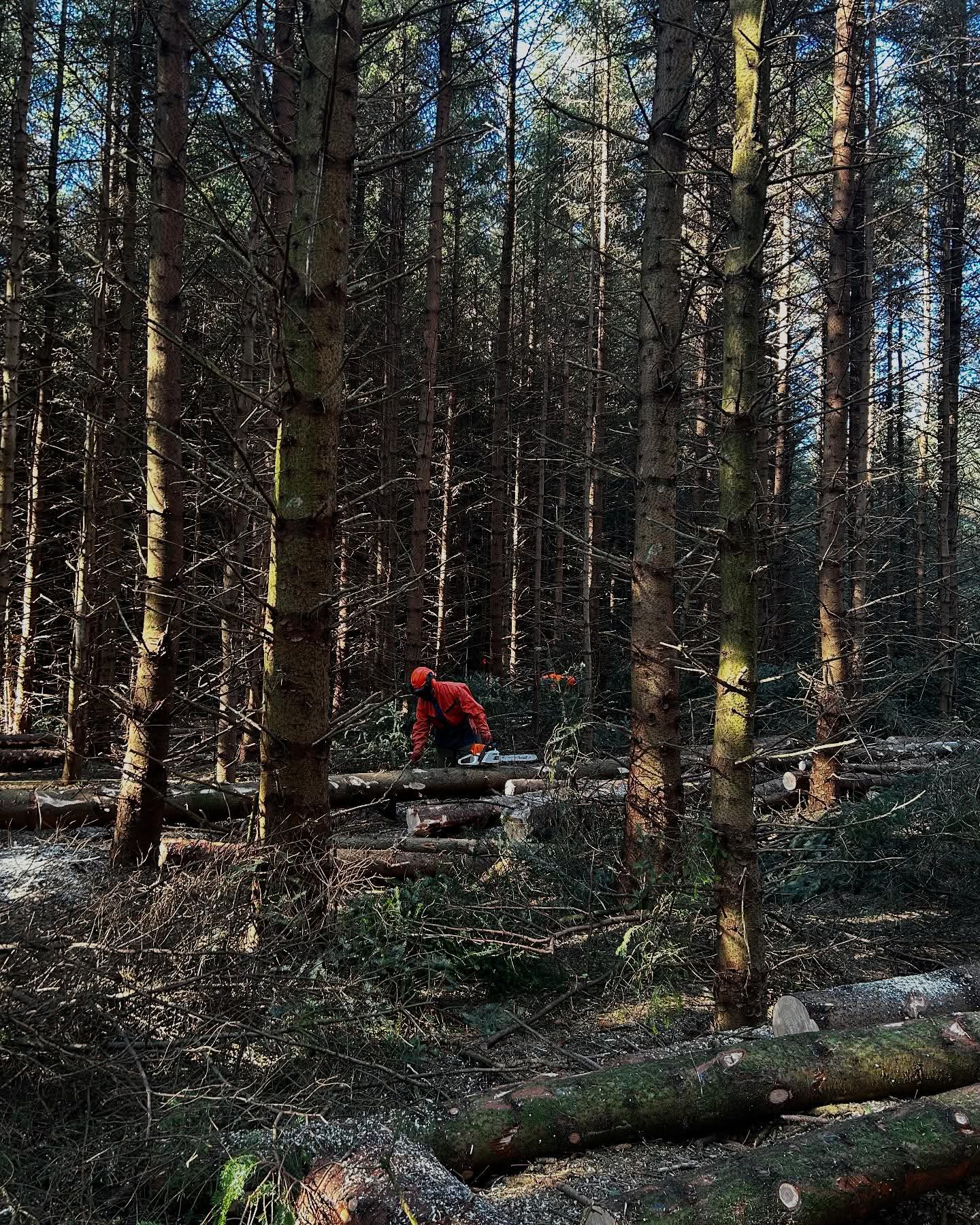 Chainsaw work in the forest
