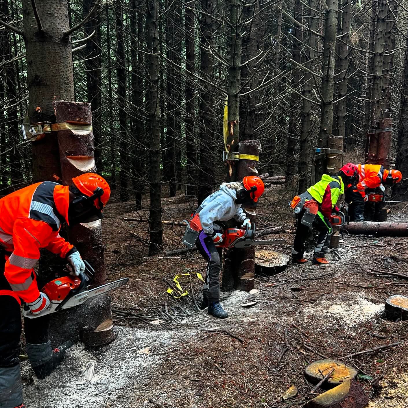 Chainsaw training course in action